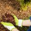 Comment le paillage avec des copeaux de bois peut-il protéger vos plantes et le sol ?