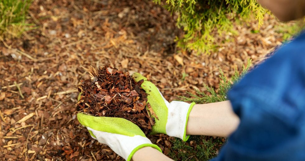 Comment le paillage avec des copeaux de bois peut-il protéger vos plantes et le sol ?